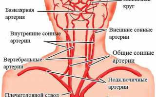 Сосуды шеи: функции, возможные проблемы и заболевания, их диагностика и лечение