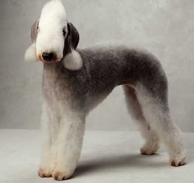 Бедлингтон-терьер
