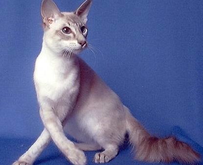 Яванская кошка или Яванез