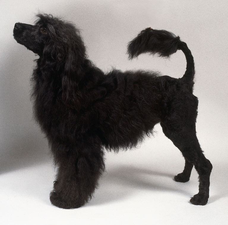 Португальская водяная собака