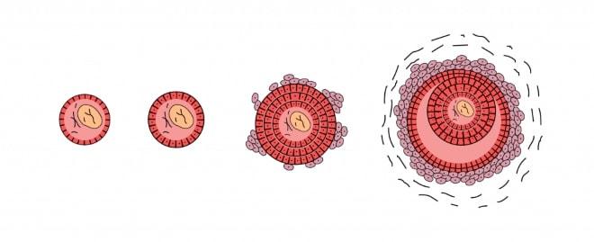 Развитие фолликула