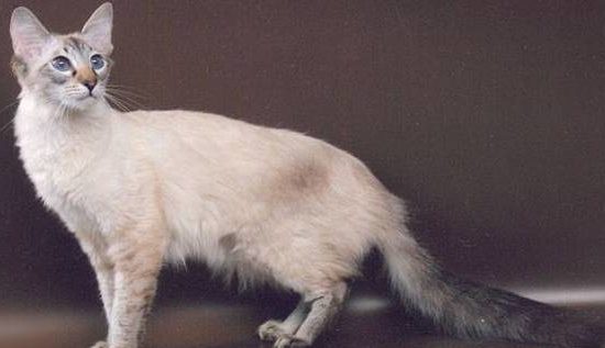 Балинезийская кошка