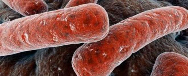 Палочка Коха