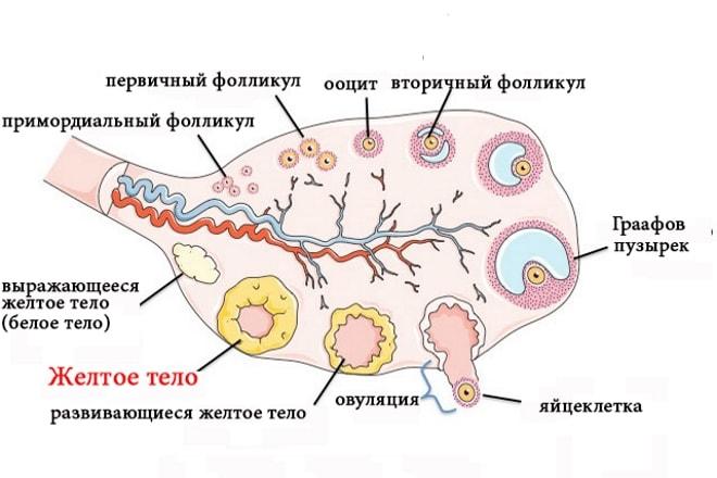 Образование жёлтого тела в яичнике у женщины