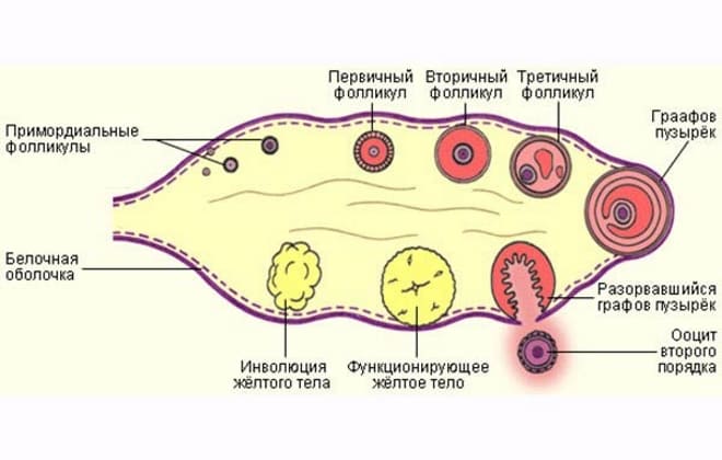 Процесс выхода граафова пузырька