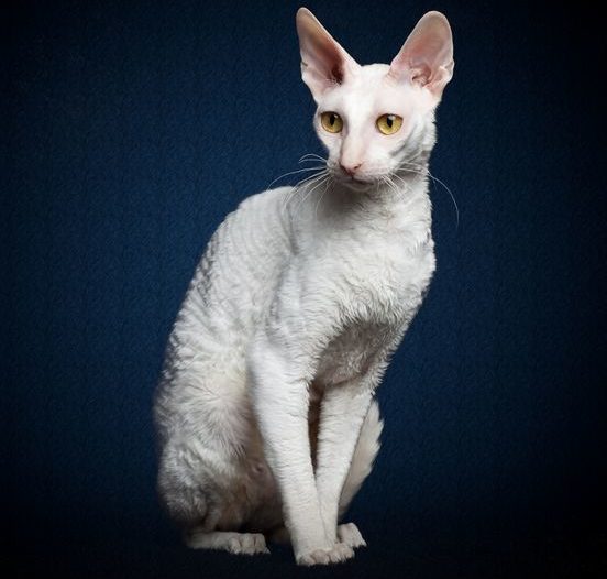 Корниш-рекс