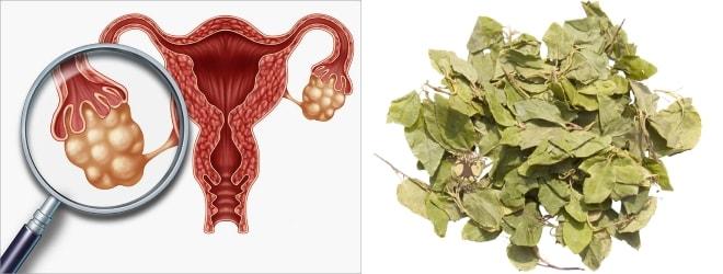 Лечение поликистозных яичников боровой маткой