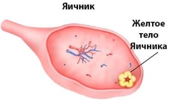 Жёлтое тело в яичнике женщины