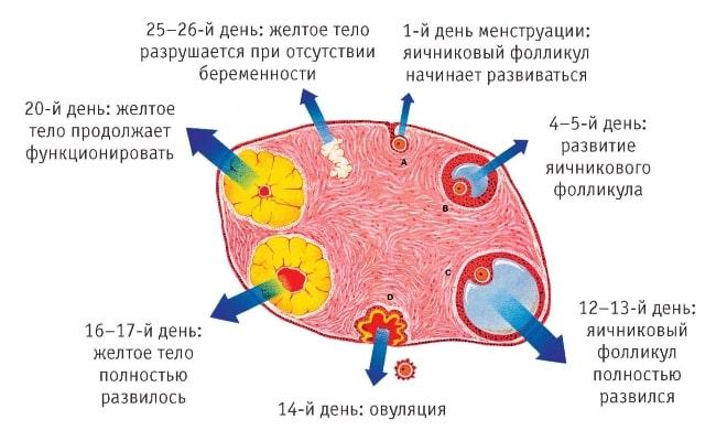 Последовательность формирования желтого тела