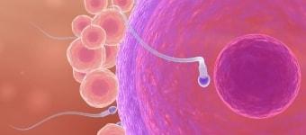 Как растёт доминантный фолликул