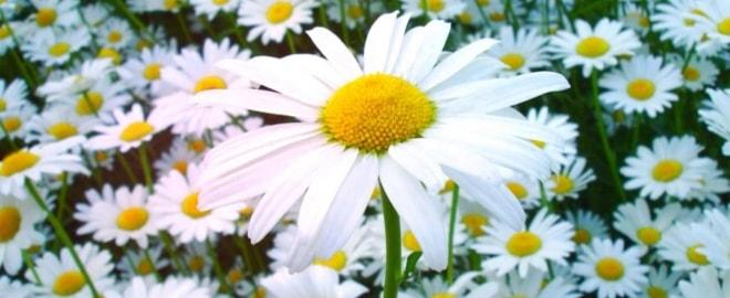 Лечение воспаления яичников ромашкой