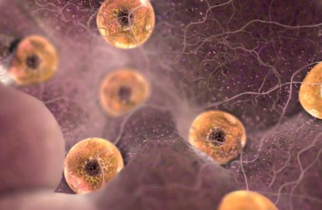 Как выглядят фолликулы в женских яичниках