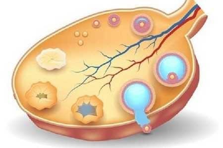 Жизнеспособность жёлтого тела яичника