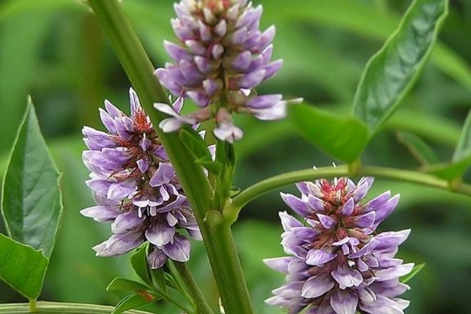 Солодка от поликистоза яичников Лечение солодкой поликистоза яичников