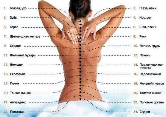 Areas of the spine, the correspondence between points and body functions