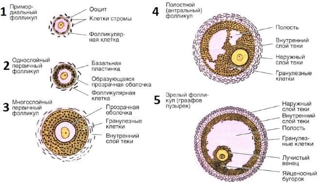 Разновидности и строение фолликулов