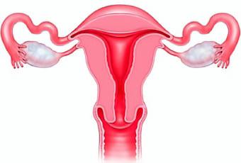 Как выглядят целые яичники