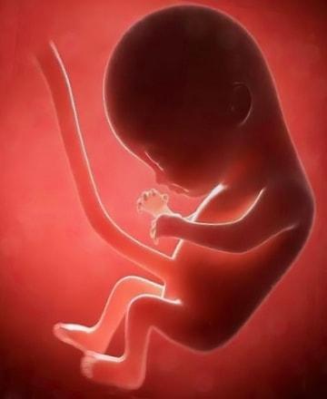 Эмбрион в утробе
