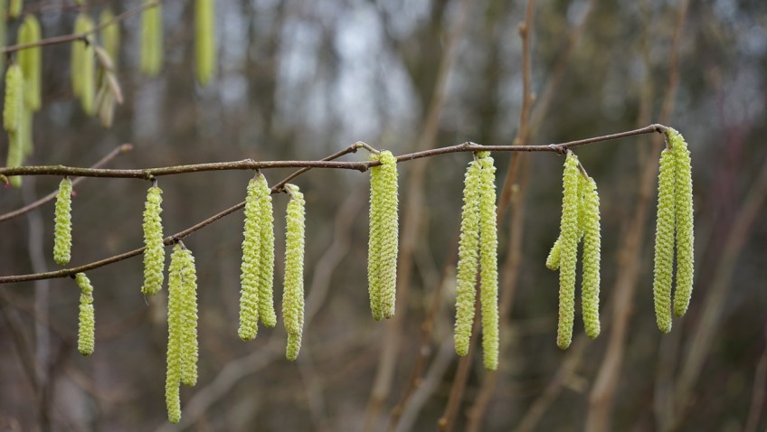 аллергия на лещину