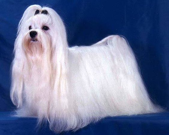 Мальтийская болонка