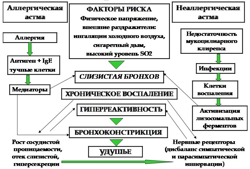 Патогенез бронхиальной астмы
