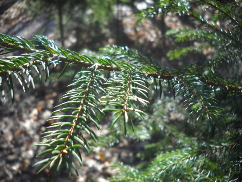 хвойный лес лечит астму