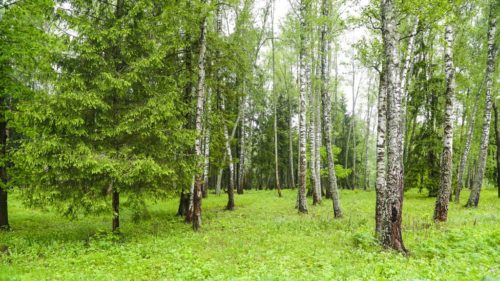 Лесной воздух