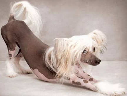 Китайская хохлатая