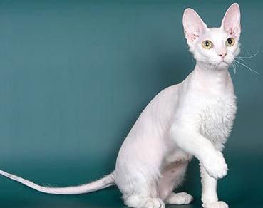 Канадский и донской сфинкс