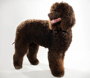 Ирландский водяной спаниель