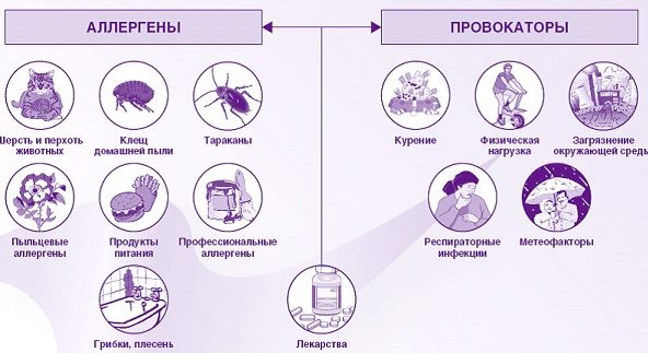 аллергены и провокаторы астмы