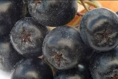 Черноплодная рябина, ягоды