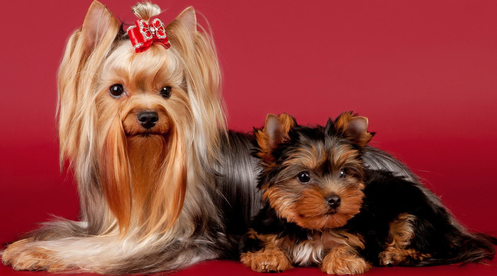 Йоркширский терьер